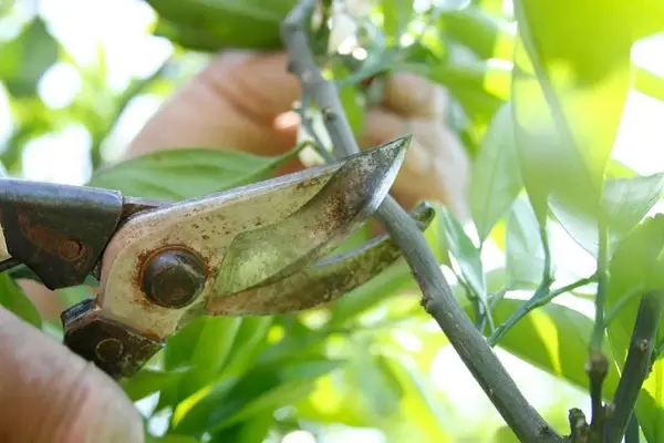 Tree Pruning Services