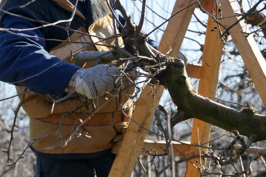 Affordable Tree Pruning Services Garland, TX