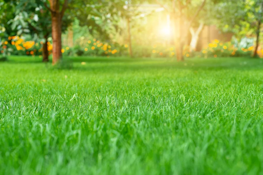 Boosting Curb Appeal With Expert Lawn Care Services Garland, TX