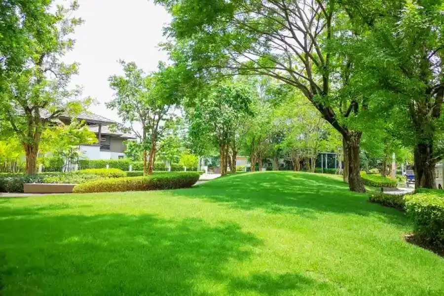 Common Lawn Issues And How Proper Maintenance Resolves Them Firewheel Estates, Garland, TX 75040