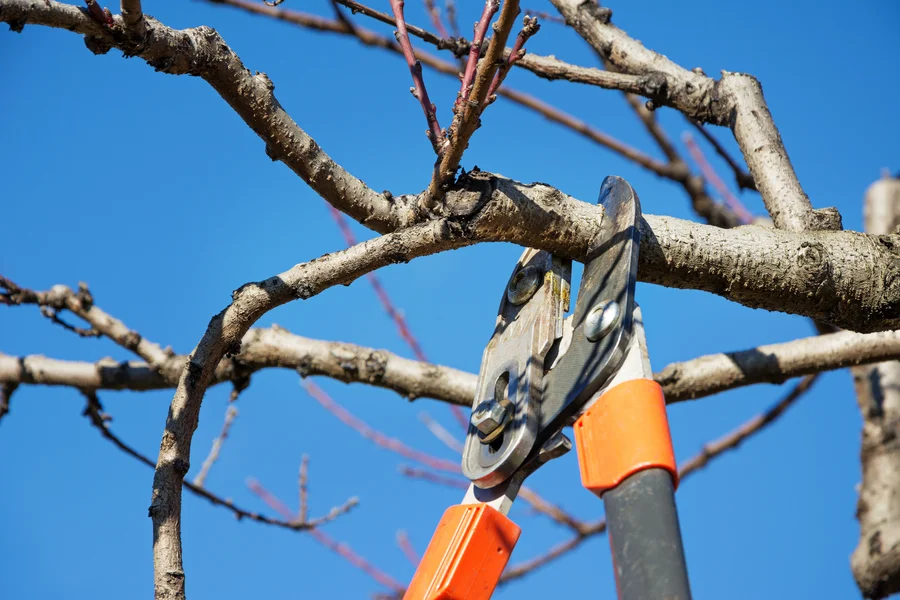 Common Mistakes To Avoid In Tree Pruning Practices Greens, Garland, TX 75044