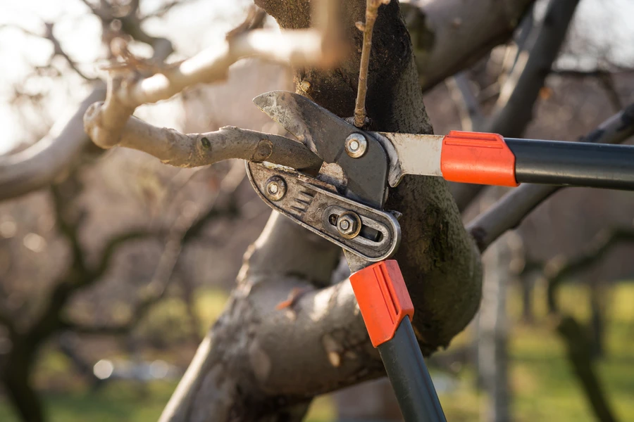 Common Mistakes To Avoid In Tree Pruning Practices in Greens, Garland, TX 75044