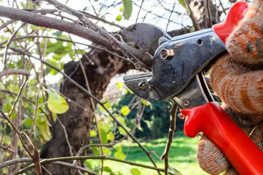 Excellent Tree Pruning Services Garland, TX