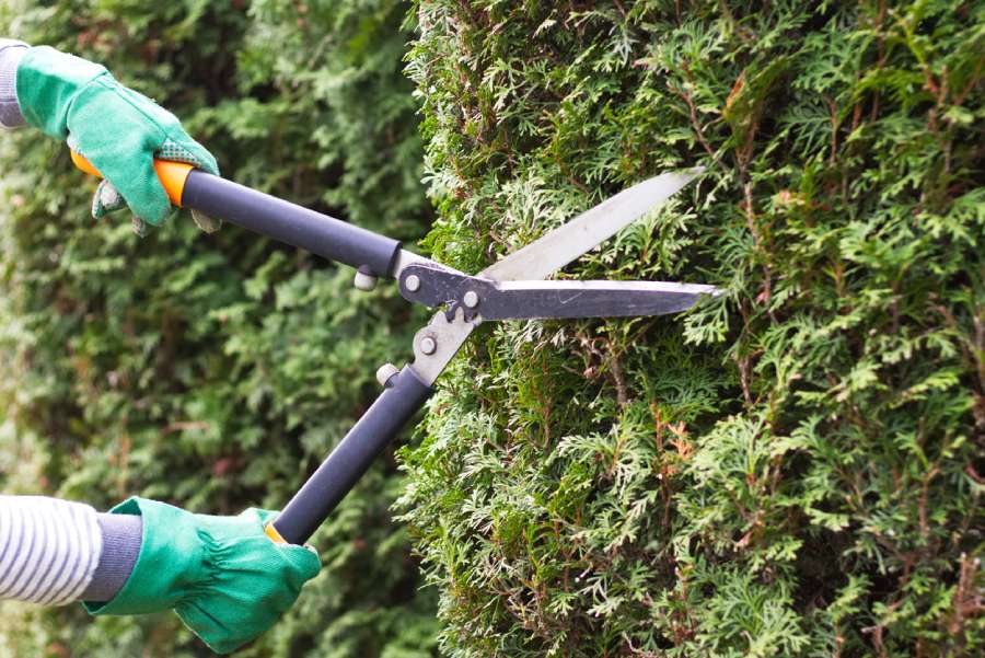 Expert hedge trimming in Oakridge, Garland, TX 75040