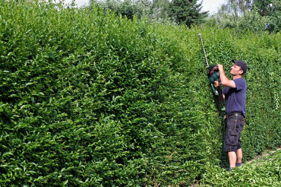 Professional hedge trimming in Oakridge, Garland, TX 75040