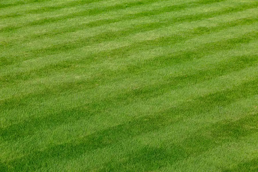 How To Fix Common Lawn Problems Quickly The Hills at Firewheel, Garland, TX 75044