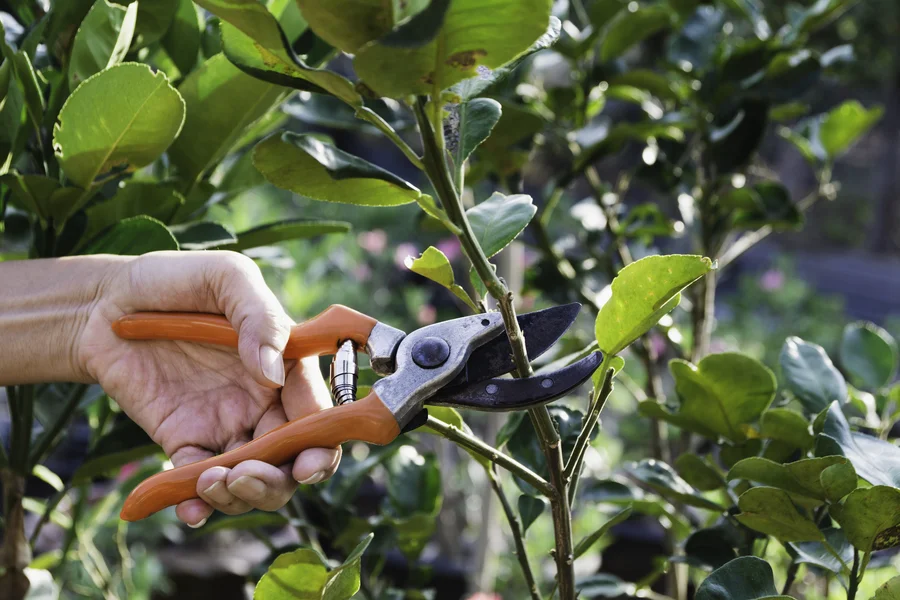 How Tree Pruning Services Promote Healthy Tree Growth Garland, TX