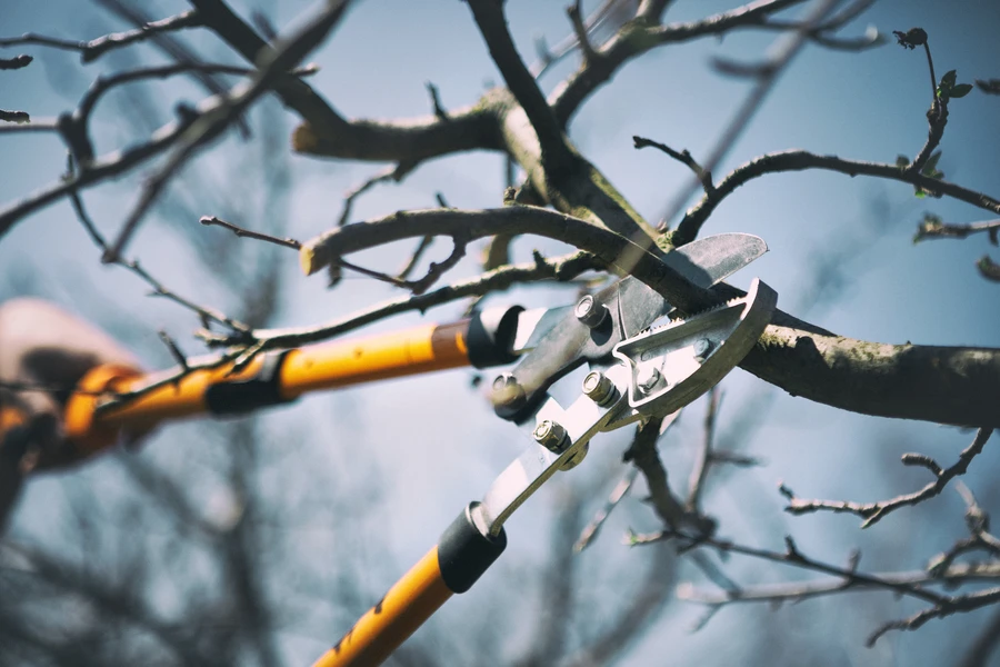 How Tree Pruning Services Promote Healthy Tree Growth in Garland, TX