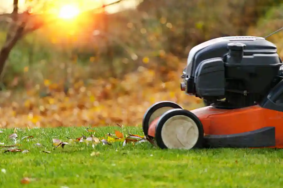 How Yard Cleanup Helps Prevent Pest Infestations and Diseases Garland, TX 75040