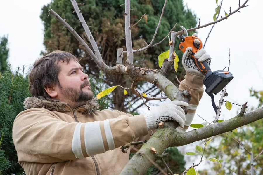 Quality Tree Pruning Services Garland, TX
