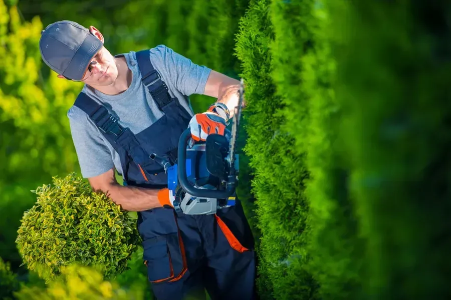 Understanding The Benefits Of Regular Hedge Trimming in Garland, TX