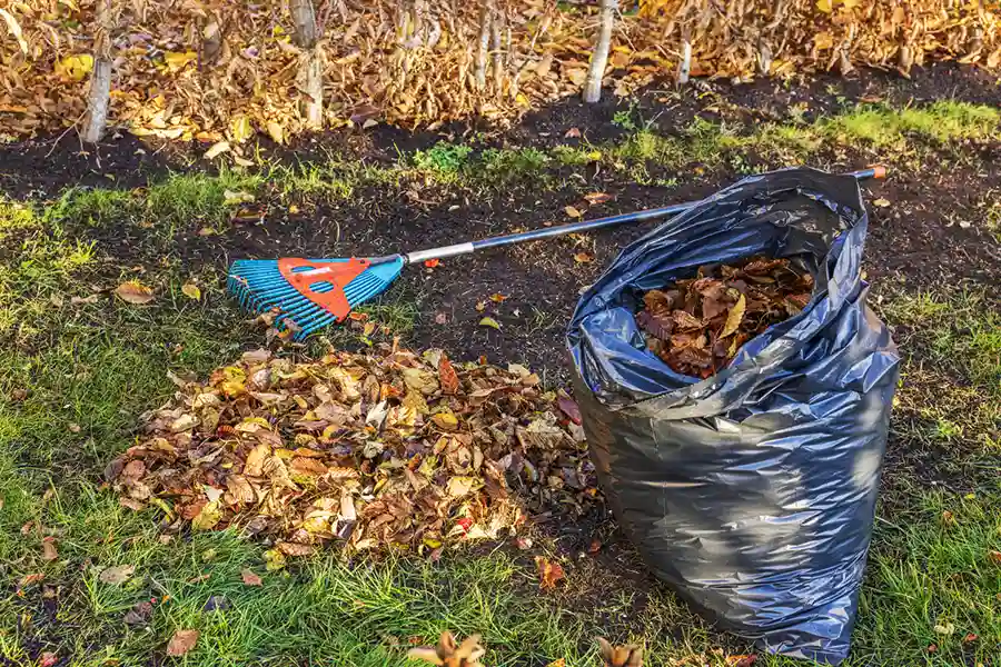 Professional Yard Cleanup in Garland, TX 75040