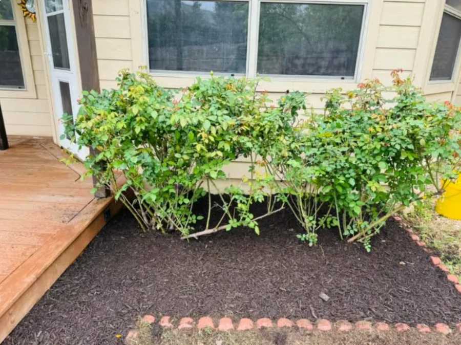Quality Yard Cleanup – Spring Park, Garland, TX 75044
