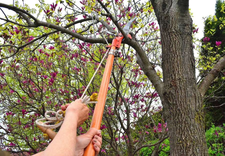 Professional tree pruning services in Greens, Garland, TX 75044